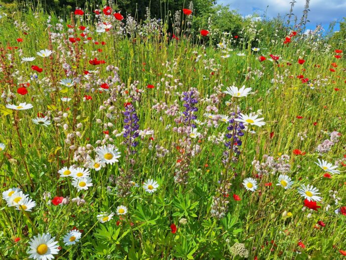 As we approach the final day of #NoMowMay the beautiful wildflowers at our P …
